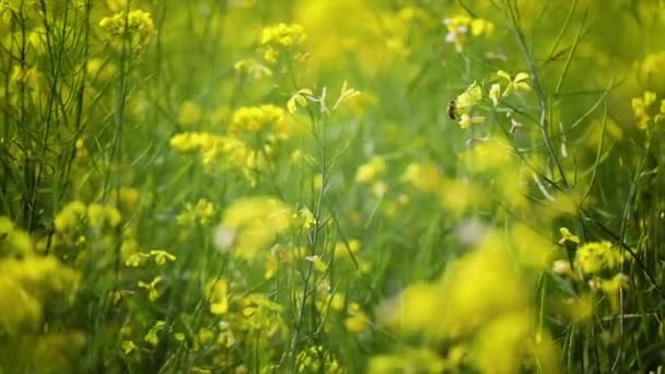 マスタードの花。幸福と健康のマスタード神秘的な花. — ストック動画