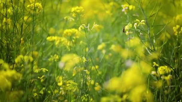 芥末花。快乐与健康的芥末神秘花朵. — 图库视频影像