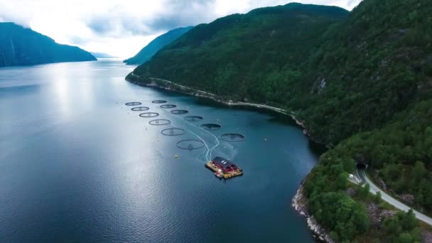 Imagens aéreas Fazenda pesca de salmão na Noruega — Vídeo de Stock