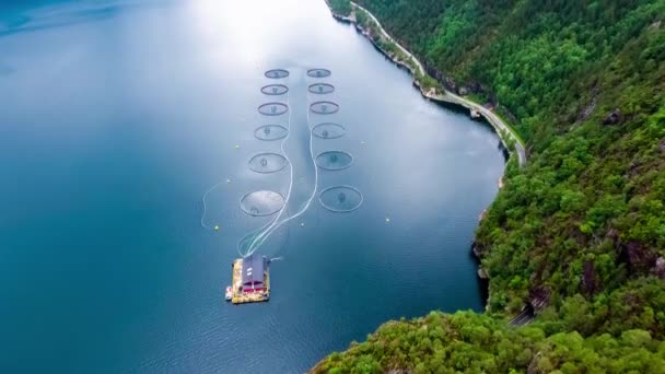 挪威的鲑鱼养殖场捕捞活动 — 图库视频影像
