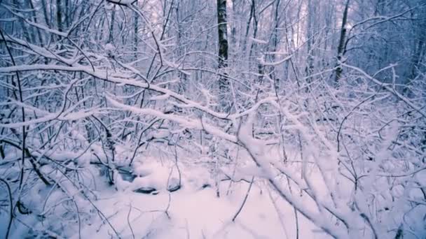 Snöiga grenar i skogen. — Stockvideo