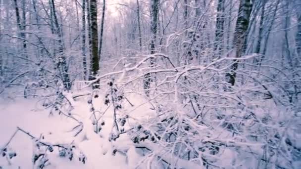 Снігові гілки в лісі . — стокове відео