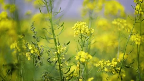 Flores de mostarda. Mostarda flor mística de felicidade e saúde . — Vídeo de Stock