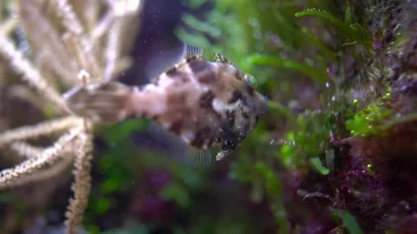 Tropische Fische in geringer Schärfentiefe aus nächster Nähe — Stockvideo