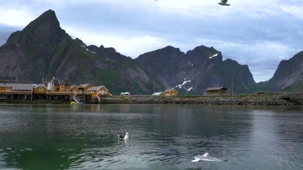 Le isole Lofoten sono un arcipelago della contea di Nordland, in Norvegia. È noto per un paesaggio caratteristico con montagne e cime spettacolari, mare aperto e baie riparate, spiagge e terre incontaminate . — Video Stock