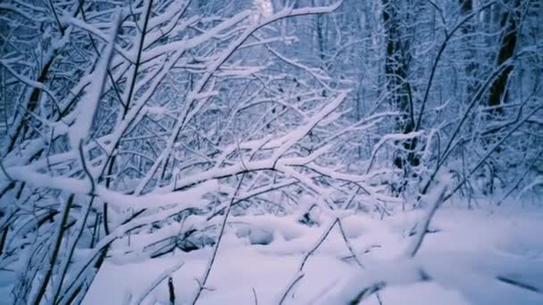 Sneeuwtakken in het bos. — Stockvideo