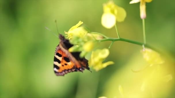 Primo piano farfalla su un fiore al rallentatore — Video Stock