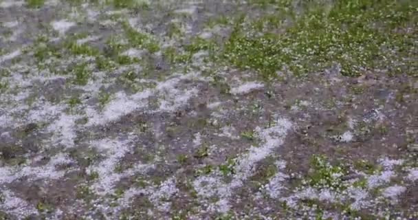 Large hail falls on the green grass. — Stock Video