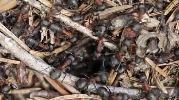 Cerro hormiga salvaje en el primer plano del bosque. Video con profundidad de campo poco profunda — Vídeo de stock