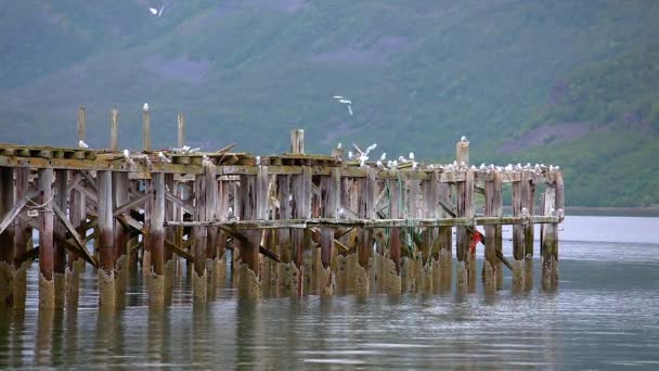 Beautiful Nature Norway natural landscape gulls on the old pier — Stock Video