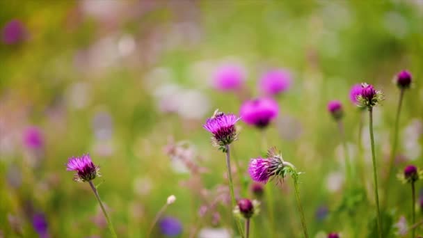Vespa coleta néctar de flor Cardo de leite em prados alpinos. Vídeo com profundidade rasa de campo câmera lenta — Vídeo de Stock