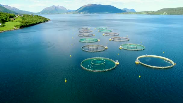 Images aériennes Pêche au saumon d'élevage en Norvège. Vols aériens de drones FPV . — Video