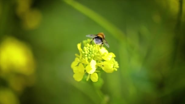 L'ape raccoglie il nettare dal fiore di colza senape slow motion . — Video Stock