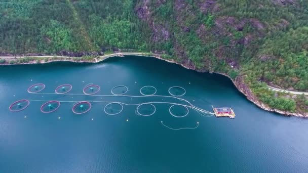 Filmati aerei Fattoria pesca al salmone in Norvegia — Video Stock