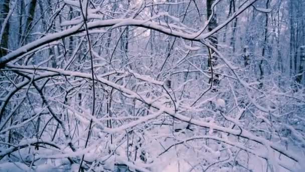 Ramos nevados na floresta . — Vídeo de Stock