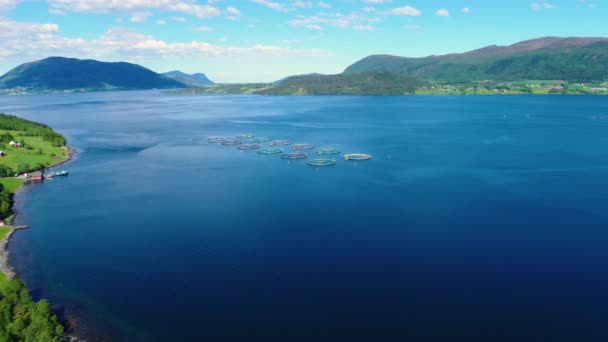 Flygbilder Odlingslaxfiske i Norge. Flyg FPV drönarflygningar. — Stockvideo