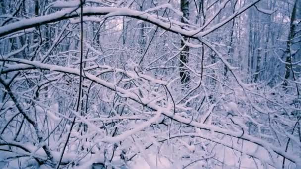 Sneeuwtakken in het bos. — Stockvideo