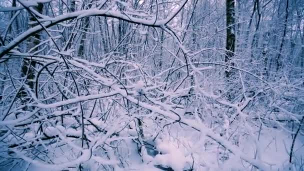 Ramas nevadas en el bosque . — Vídeo de stock