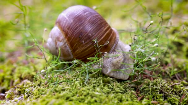 Helix pomatia también caracol romano, caracol de Borgoña, caracol comestible o caracol escarlata, es una especie de caracol terrestre comestible y respirable, un molusco gasterópodo neumático terrestre de la familia Helicidae.. — Vídeos de Stock