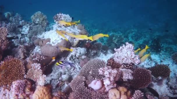 Reef con una varietà di coralli duri e molli e pesci tropicali. Maldive Oceano Indiano . — Video Stock