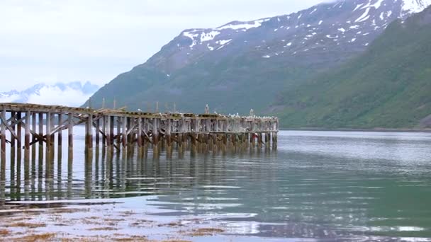 Hermosa naturaleza noruego paisaje natural gaviotas en el antiguo muelle — Vídeo de stock