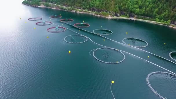 Images Aériennes Pêche au saumon d'élevage en Norvège — Video