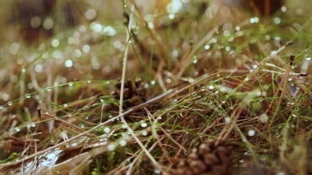 Paddenstoel Boletus In een zonnig bos in de regen. Boletus is een geslacht van paddenstoelen die meer dan 100 soorten paddenstoelen produceren.. — Stockvideo