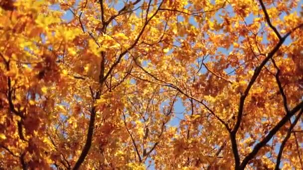 Vallende herfstbladeren zon — Stockvideo