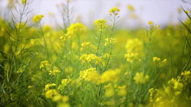 Mosterdbloemen. Mosterd mystieke bloem van geluk en gezondheid. — Stockvideo