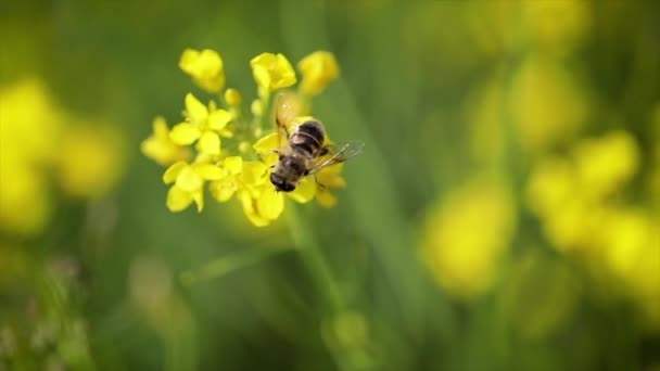 L'ape raccoglie il nettare dal fiore di colza senape slow motion . — Video Stock