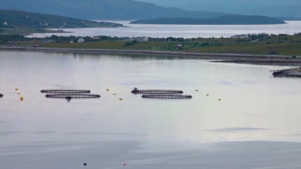 Farm lax fiske i Norge — Stockvideo