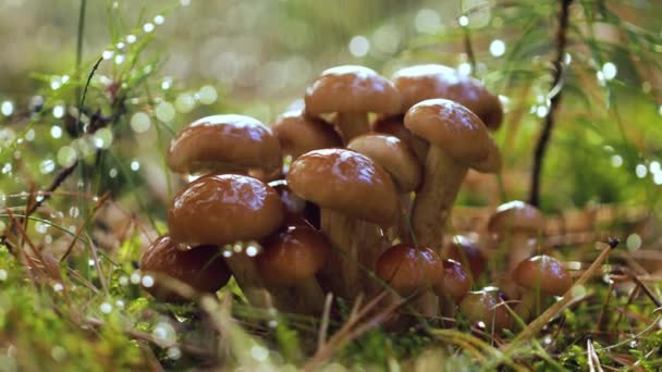 Armillaria Paddenstoelen van honing agaric In een zonnig bos in de regen. Honingschimmel wordt in Oekraïne, Rusland, Polen, Duitsland en andere Europese landen beschouwd als een van de beste wilde paddenstoelen. — Stockvideo