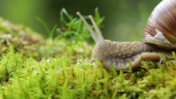 Helix pomatia aussi escargot romain, escargot de Bourgogne, escargot ou escargot comestible, est une espèce de grand escargot terrestre comestible, respirant l'air, un mollusque gastéropode pulmonaire terrestre de la famille des Helicidae.