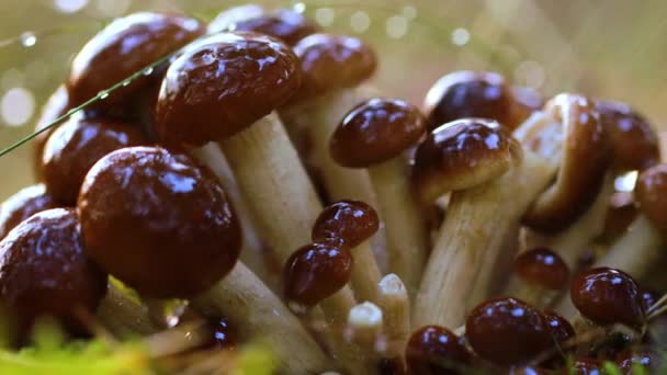 在雨中的阳光充足的森林里，蜂蜜的蘑菇。蜂蜜蘑菇在乌克兰、俄罗斯、波兰、德国和其他欧洲国家被认为是最好的野生蘑菇之一. — 图库视频影像