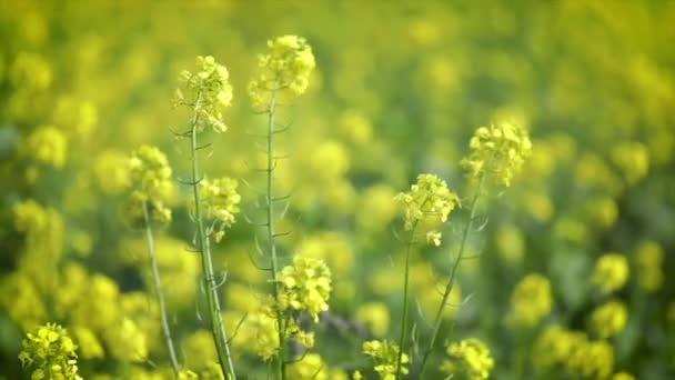 Bunga mustard. Mustard mistis bunga kebahagiaan dan kesehatan. — Stok Video