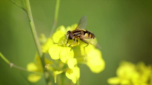 Bin samlar nektar från senapsblomma slow motion. — Stockvideo