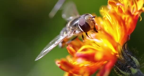 Biene sammelt Nektar aus Blume crepis alpina — Stockvideo