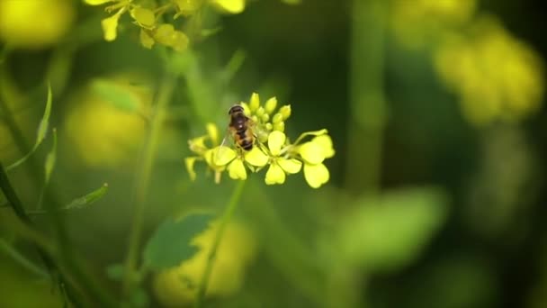 Abelha coleta néctar de flor de colza mostarda câmera lenta . — Vídeo de Stock