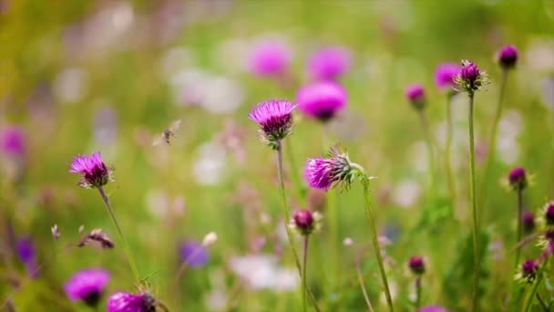 Вісп збирає нектар з квітки Milk Thistle на альпійських луках. Відео з поверхневою глибиною руху поля — стокове відео