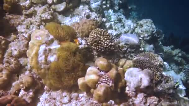 Helyi sós víz hal, bohóchal - Korallzátony a Maldív-szigeteken, Anemonhalka — Stock videók