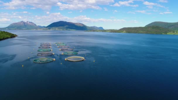 Luftaufnahmen vom Lachsfang in Norwegen. Drohnenflüge aus der Luft. — Stockvideo