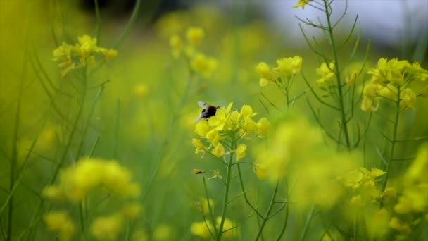 Бджола збирає нектар з гірчиці ріпаку квітка повільний рух . — стокове відео