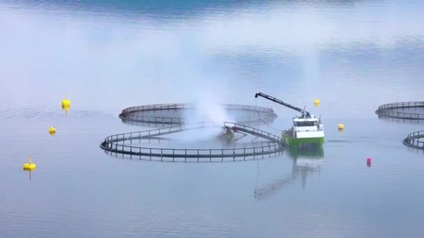 Hermosa naturaleza noruego paisaje natural gaviotas en el antiguo muelle — Vídeo de stock