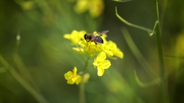 Včela sbírá nektar z hořčice řepkového květu zpomalený pohyb. — Stock video