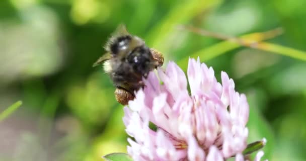Yaban arısı çiçekten nektar toplar. — Stok video