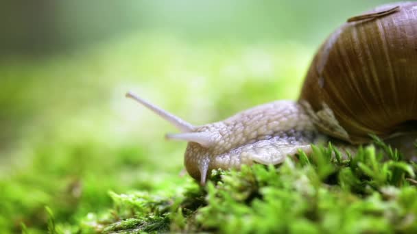 石榴属（英语：Helix pomatia）也是罗马蜗牛（英语：Roman snail） 、勃艮第蜗牛（英语：Burgundy snail） 、可食蜗牛（英语：edible snail）或鳗鱼（escargot），是一种大型、可食、呼吸空气的陆地蜗牛，一种陆生豆类腹足软体动物。. — 图库视频影像
