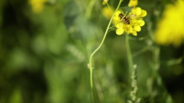 Бджола збирає нектар з гірчиці ріпаку квітка повільний рух . — стокове відео