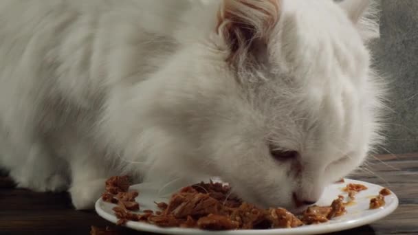 Katten eten Kattenvoer — Stockvideo