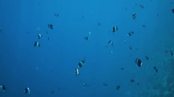 Сержант-майор (риба) - риф з різноманітними твердими і м'якими коралами і тропічними рифами. Кораловий риф на Мальдівах (Abudefduf saxatilis). — стокове відео