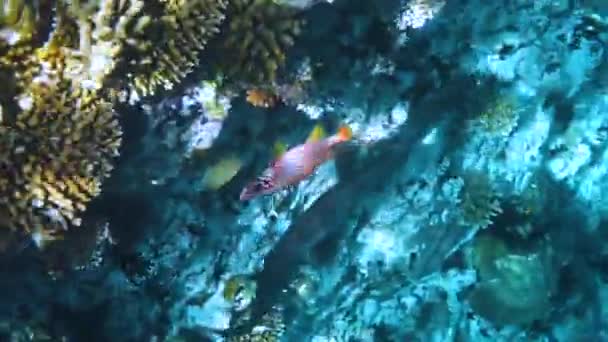 Moray anguila, Pterois radiata Arrecife con una variedad de corales duros y suaves y peces tropicales. Maldivas Océano Índico . — Vídeo de stock